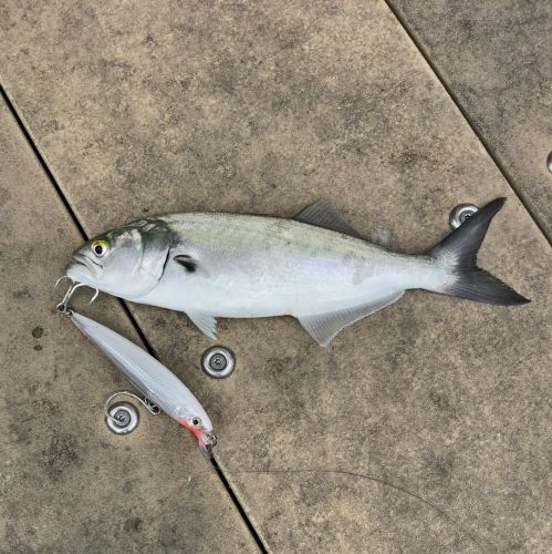 Jennette's Pier, Blues, Spanish & Flounder