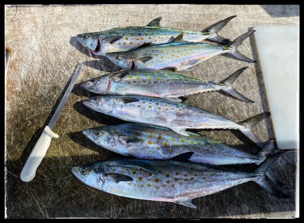Jennette's Pier, Bluefish, Spanish & Spot