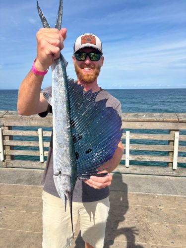 Jennette's Pier, Sailfish Catch & Release