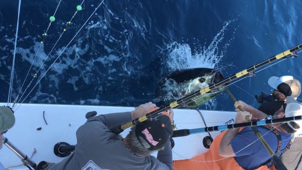 Carolina Girl Sportfishing Charters Outer Banks, Bluefin & Bigeye Tuna Bite As Good As It Gets