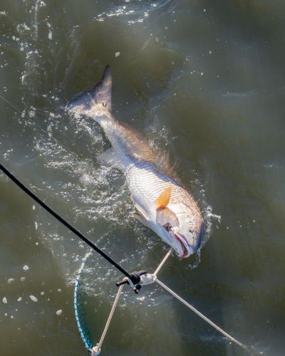 Jennette's Pier, Still Landing Red Drum