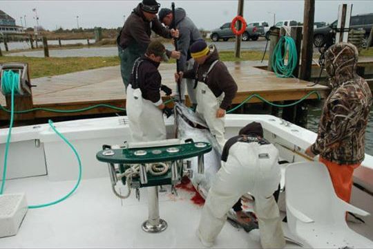 Oceans East Bait & Tackle Nags Head, Slow Fishing