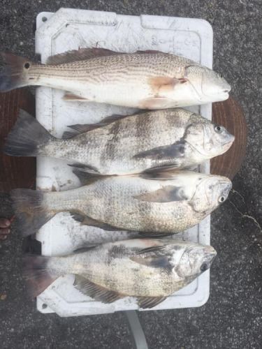Oceans East Bait & Tackle Nags Head, Puppy Drum and Black Drum