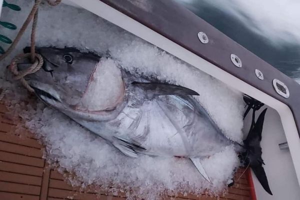 Oceans East Bait & Tackle Nags Head, Bluefin Tuna and New Iland Lures!!!