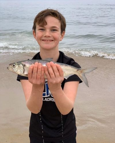 Shad out of the Surf.. and epic Tuna Fishing!, Oceans East Bait & Tackle  Nags Head