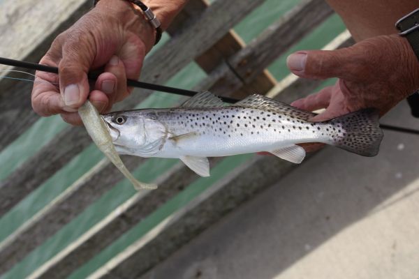 Jennette's Pier, Nice Variety