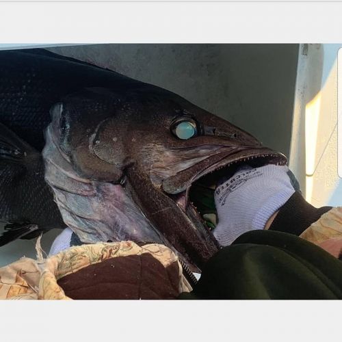 Oceans East Bait & Tackle Nags Head, An interesting catch in Hatteras!