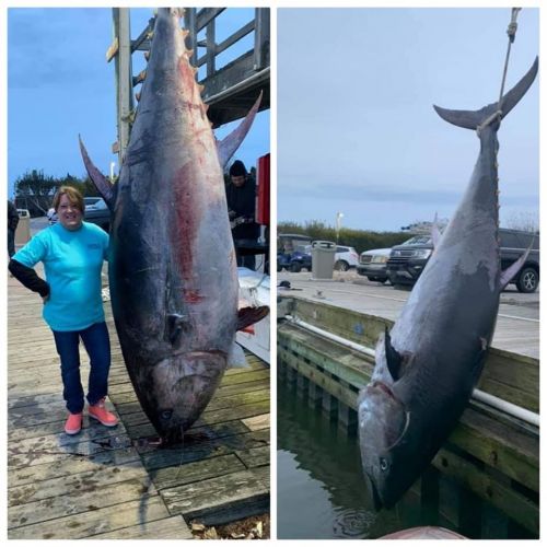 Oceans East Bait & Tackle Nags Head, A huge 839lb Bluefin!!!