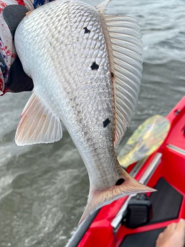 kayak fishing puppy drum adventure obx