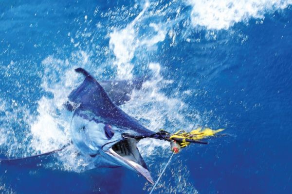 Carolina Girl Sportfishing Charters Outer Banks, We are open for the Big Rock Marlin Tournament