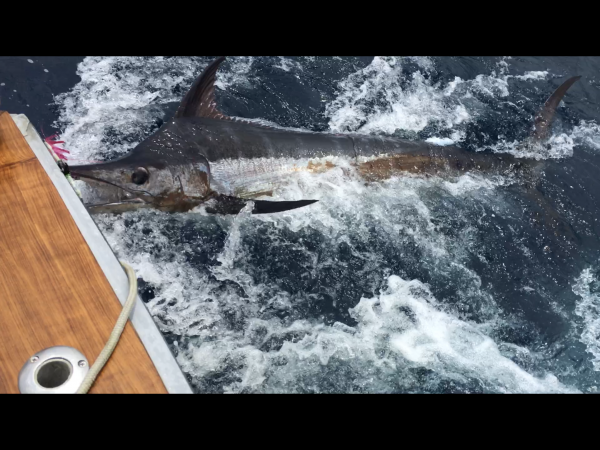 Carolina Girl Sportfishing Charters Outer Banks, Fishing Report