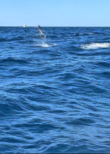 Tuna Duck Sportfishing, Blue Marlin On