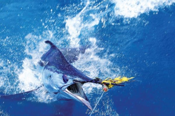 Carolina Girl Sportfishing Charters Outer Banks, No fishing Today