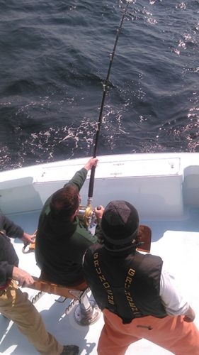 Tuna Duck Sportfishing, Bluefin Fight Today