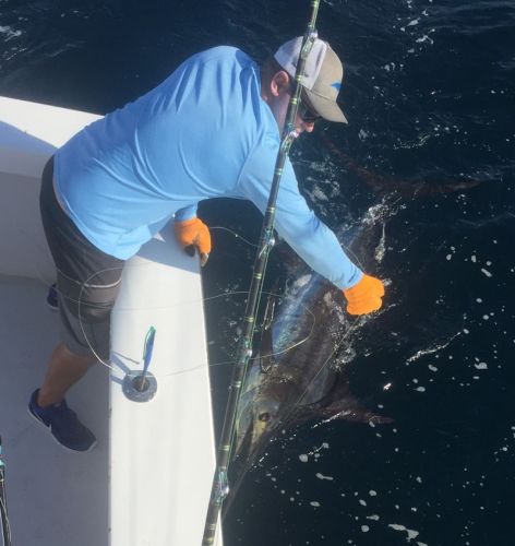 Bite Me Sportfishing Charters, Hooked Up, Blue Marlin!