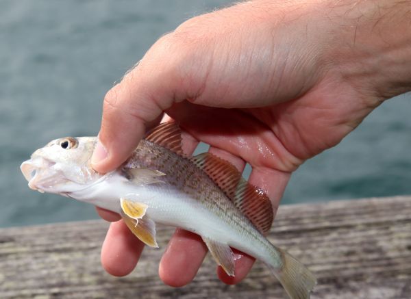 Jennette's Pier, Jennette's Pier Fishing Report