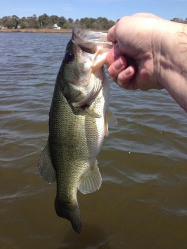 TW’s Bait & Tackle, Daily Fishing Report