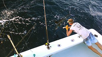 Tuna Duck Sportfishing, Best Marlin Fishing Is Now!