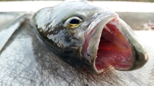 Small bluefish on cuting board