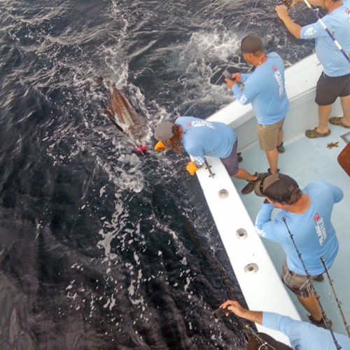 Tuna Duck Sportfishing, Blue Marlin Release For Team Pelagic Whislte