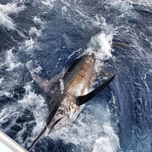 Blue Marlin Released Tuna Duck Sportfishing Outer Banks Fishing Report
