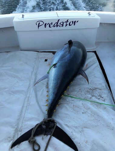 OBX Marina, Bluefin are Here