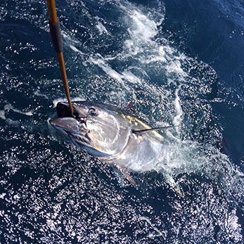 Tuna Duck Sportfishing, 80 Pound Class Bluefin