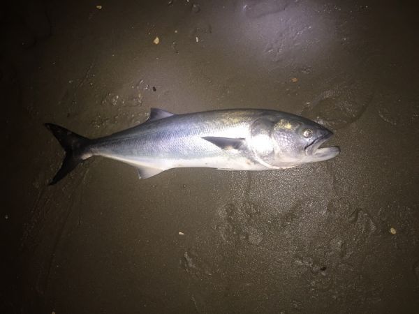 TW’s Bait & Tackle, TW's Daily Fishing Report. 1/31/16