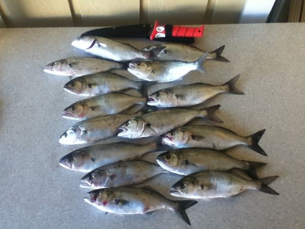 TW’s Bait & Tackle, TW's Daily Fishing Report. 12/27/15