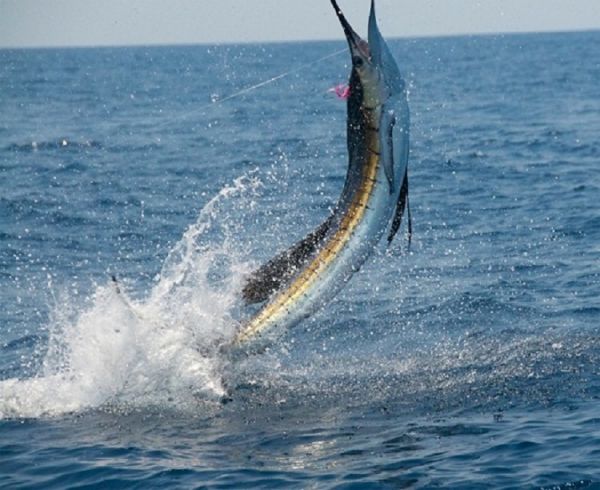 TW’s Bait & Tackle, Daily Fishing Report