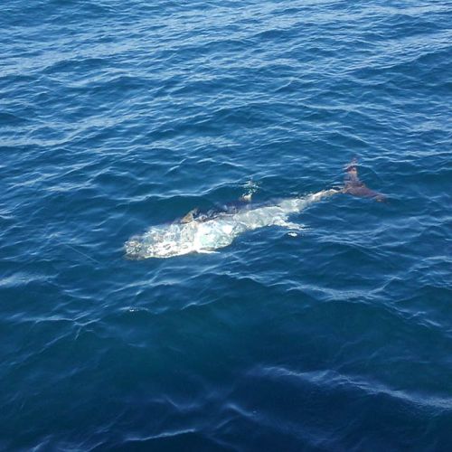 Tuna Duck Sportfishing, Multiple Hook-ups Bluefin Tuna