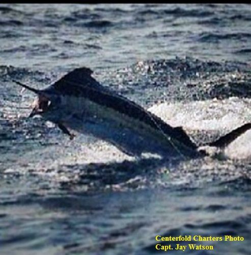TW’s Bait & Tackle, Daily fishing Report