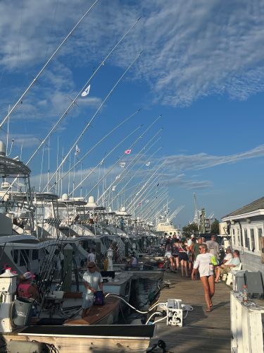 Pirate's Cove Marina, Tournament Week!!
