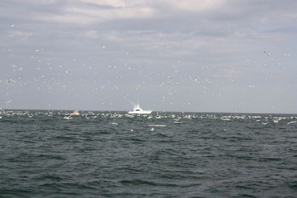 TW’s Bait & Tackle, Daily Fishing Report
