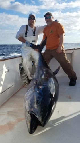 Bluefin Season Is Here In The Outer Banks January 25 2019 Fishin Fannatic Outer Banks Fishing Reports