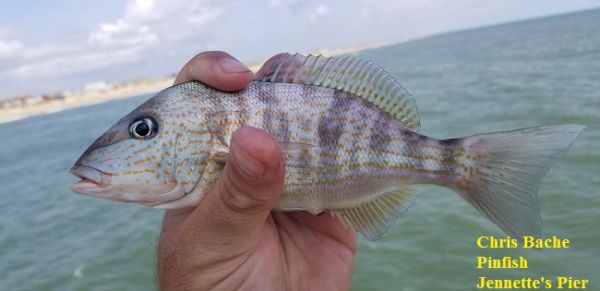 TW’s Bait & Tackle, Daily Fishing Report