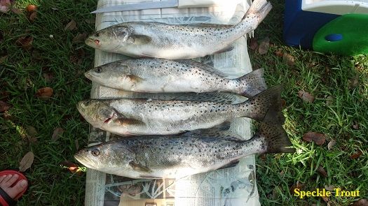 TW’s Bait & Tackle, Daily Fishing Report