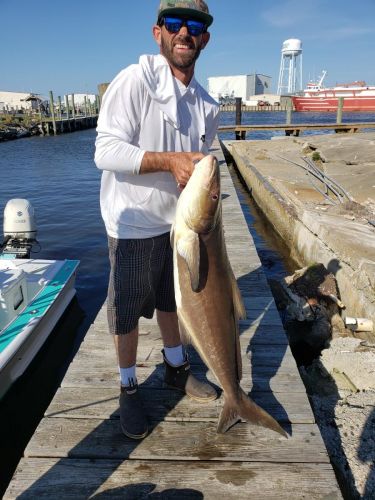 Wanchese Marina, Great Day of Cobia Fishing Here at the Wanchese Marina