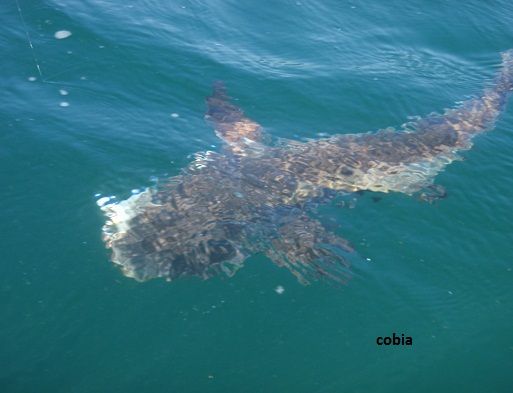 TW’s Bait & Tackle, Daily Fishing Report