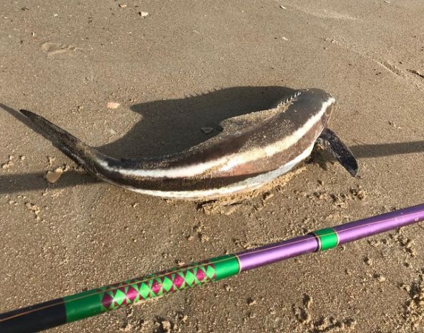 TW’s Bait & Tackle, Daily Fishing Report