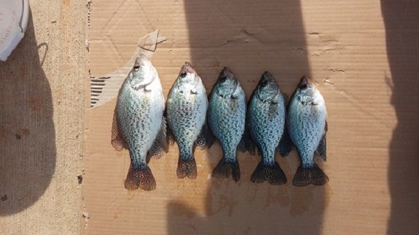 TW’s Bait & Tackle, Daily Fishing Report