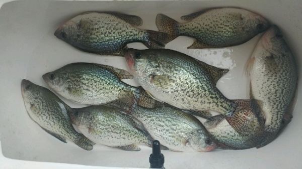 TW’s Bait & Tackle, Daily Fishing Report