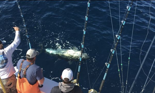 Carolina Girl Sportfishing Charters Outer Banks, Still Some Big Bluefin Action Going On
