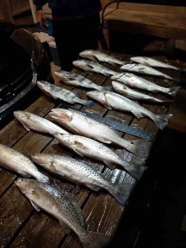 TW’s Bait & Tackle, Daily Fishing Report