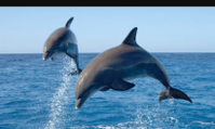Wanchese Marina, Harbor Star Dolphin Cruises
