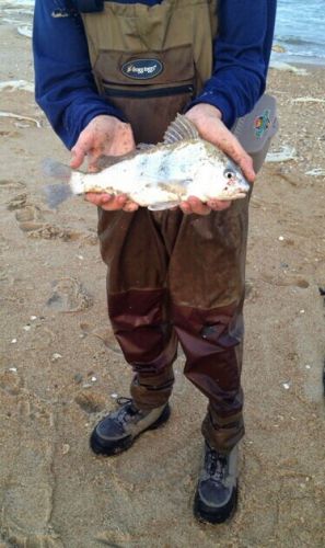 TW’s Bait & Tackle, TW's Daily Fishing Report. 12/31/15