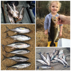 Oceans East Bait & Tackle Nags Head, Great offshore, sound, and inland fishing with some fish off the surf too!