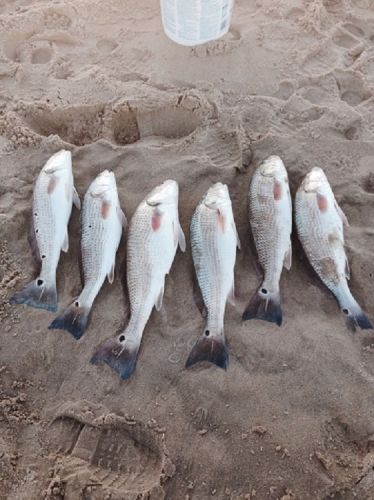 TW’s Bait & Tackle, TW' Daily Fishing Report. 1/15/16