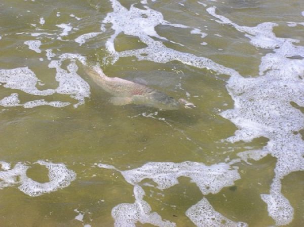 TW’s Bait & Tackle, Daily Fishing Report