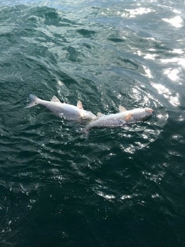 TW’s Bait & Tackle, Daily Fishing Report